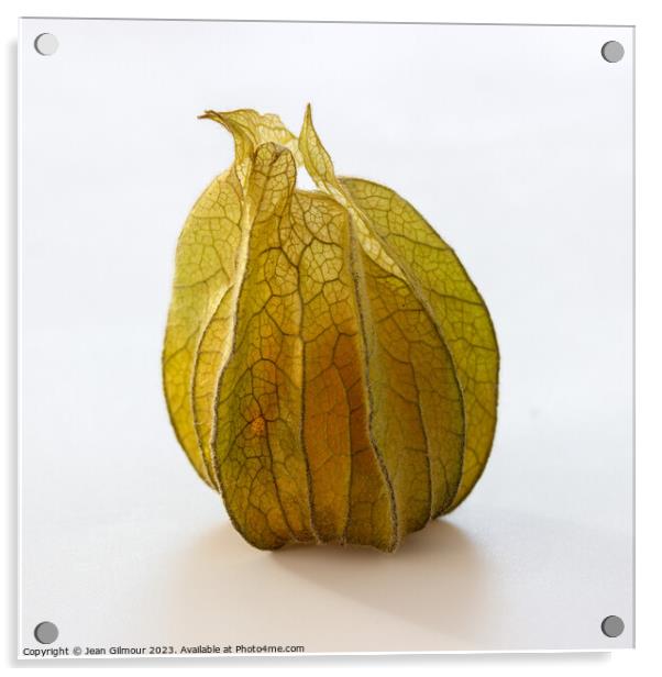 Physalis Acrylic by Jean Gilmour