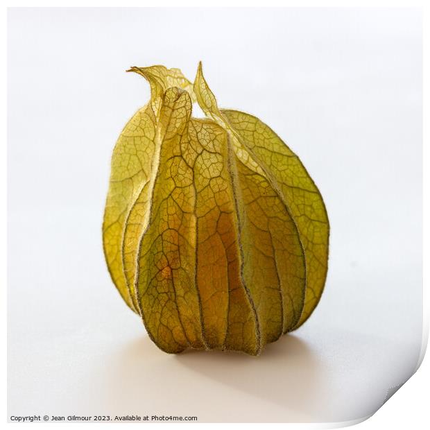 Physalis Print by Jean Gilmour