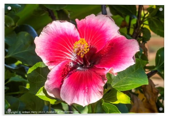 Lana's Paradise Dark Pink White Tropical Hibiscus Flower Hawaii Acrylic by William Perry