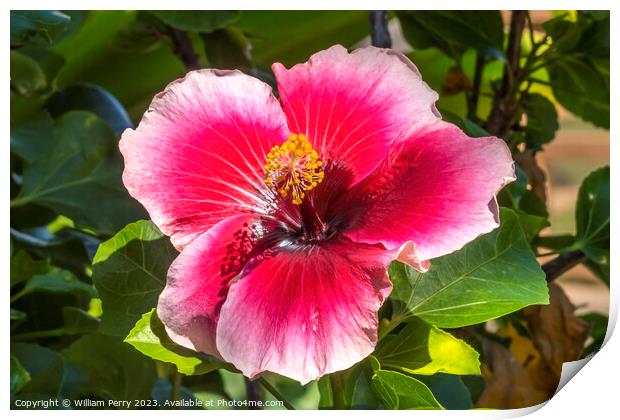 Lana's Paradise Dark Pink White Tropical Hibiscus Flower Hawaii Print by William Perry