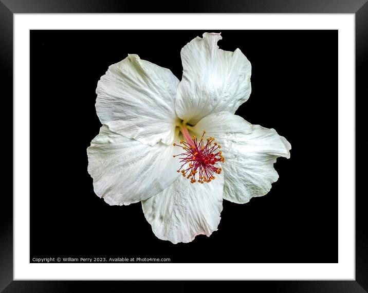 White Hawaii Tropical Hibiscus Flower Waikiki Oahu Hawaii Framed Mounted Print by William Perry