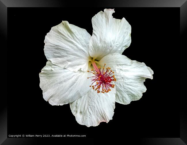 White Hawaii Tropical Hibiscus Flower Waikiki Oahu Hawaii Framed Print by William Perry