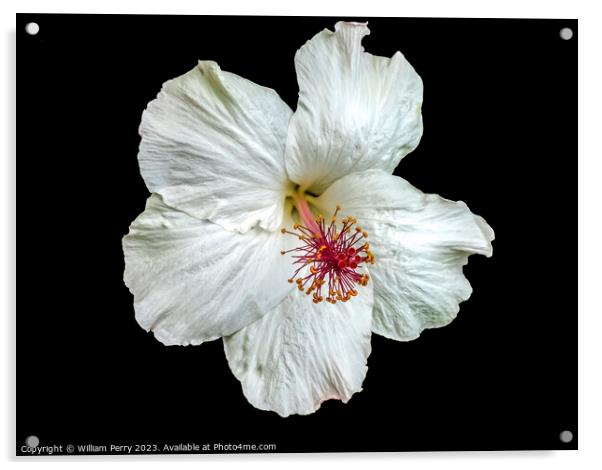 White Hawaii Tropical Hibiscus Flower Waikiki Oahu Hawaii Acrylic by William Perry