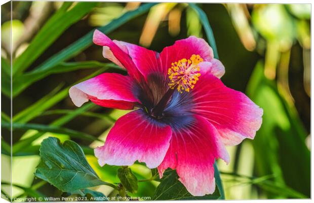 Lana's Paradise Dark Pink White Tropical Hibiscus Flower Hawaii Canvas Print by William Perry