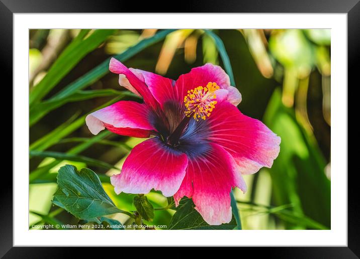 Lana's Paradise Dark Pink White Tropical Hibiscus Flower Hawaii Framed Mounted Print by William Perry