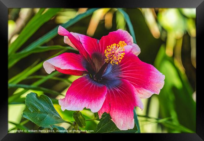 Lana's Paradise Dark Pink White Tropical Hibiscus Flower Hawaii Framed Print by William Perry