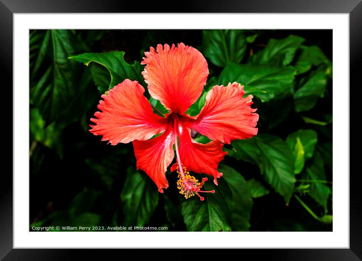 Red Tropical Hibiscus Flower Hawaii Framed Mounted Print by William Perry