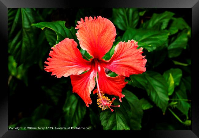 Red Tropical Hibiscus Flower Hawaii Framed Print by William Perry