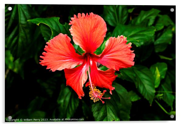 Red Tropical Hibiscus Flower Hawaii Acrylic by William Perry