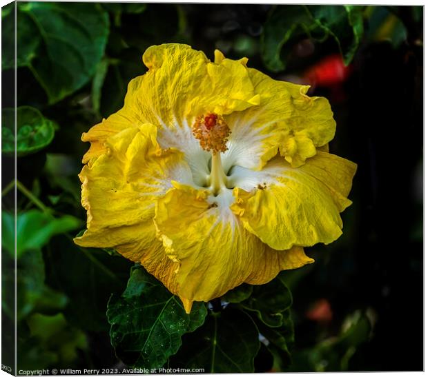 Yellow White Tropical Hibiscus Flower Waikiki Oahu Hawaii Canvas Print by William Perry