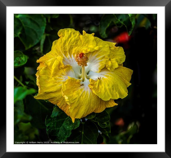 Yellow White Tropical Hibiscus Flower Waikiki Oahu Hawaii Framed Mounted Print by William Perry