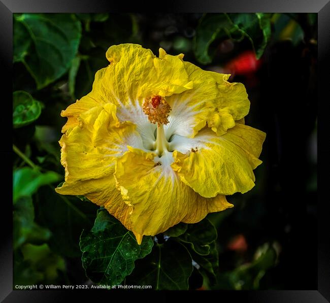 Yellow White Tropical Hibiscus Flower Waikiki Oahu Hawaii Framed Print by William Perry