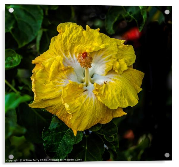 Yellow White Tropical Hibiscus Flower Waikiki Oahu Hawaii Acrylic by William Perry