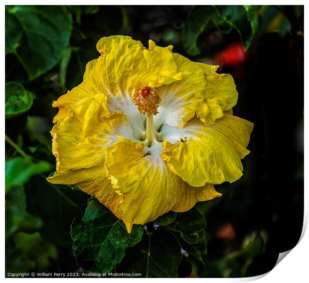 Yellow White Tropical Hibiscus Flower Waikiki Oahu Hawaii Print by William Perry