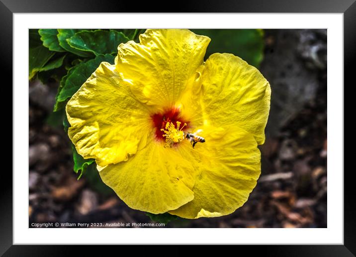 Honey Bee Yellow Red Tropical Hibiscus Flower Waikiki Oahu Hawa Framed Mounted Print by William Perry