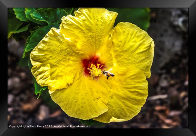 Honey Bee Yellow Red Tropical Hibiscus Flower Waikiki Oahu Hawa Framed Print by William Perry