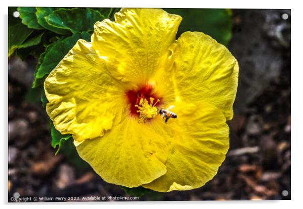 Honey Bee Yellow Red Tropical Hibiscus Flower Waikiki Oahu Hawa Acrylic by William Perry