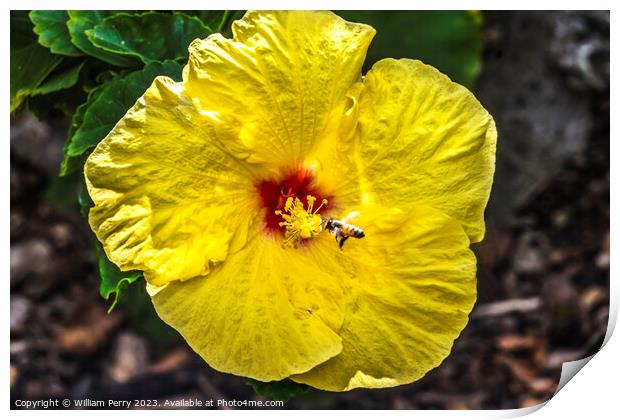 Honey Bee Yellow Red Tropical Hibiscus Flower Waikiki Oahu Hawa Print by William Perry