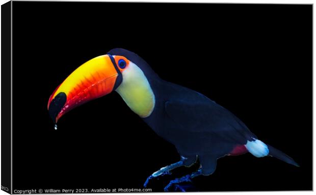 Colorful Toco Giant Toucan Bird Waikiki Honolulu Hawaii Canvas Print by William Perry