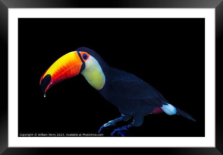 Colorful Toco Giant Toucan Bird Waikiki Honolulu Hawaii Framed Mounted Print by William Perry
