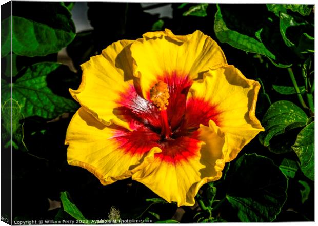Yellow Red Tropical Hibiscus Flower Waikiki Oahu Hawaii Canvas Print by William Perry