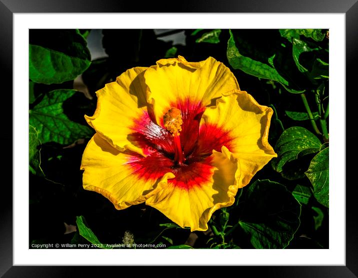 Yellow Red Tropical Hibiscus Flower Waikiki Oahu Hawaii Framed Mounted Print by William Perry