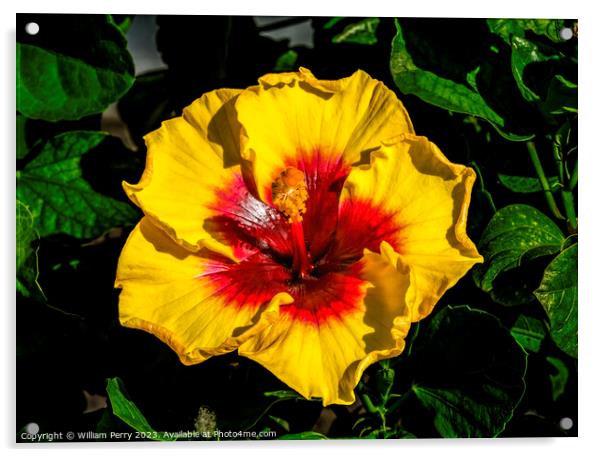 Yellow Red Tropical Hibiscus Flower Waikiki Oahu Hawaii Acrylic by William Perry