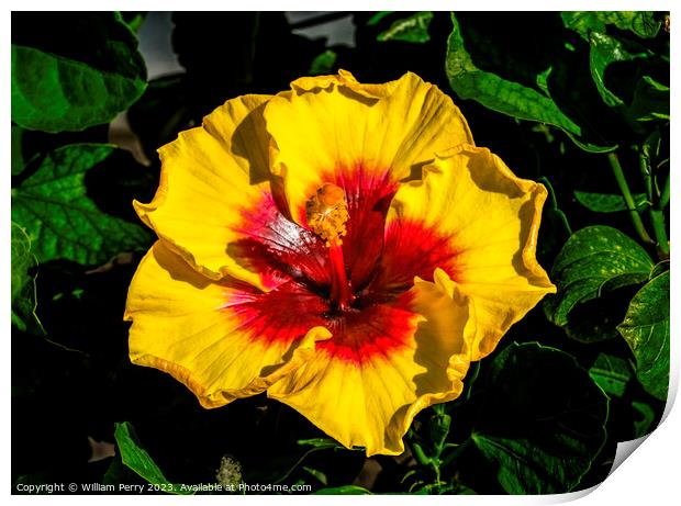 Yellow Red Tropical Hibiscus Flower Waikiki Oahu Hawaii Print by William Perry