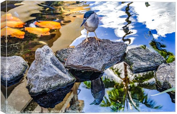 Black Crowned Night Heron Fish Reflection Waikiki Honolulu Hawai Canvas Print by William Perry