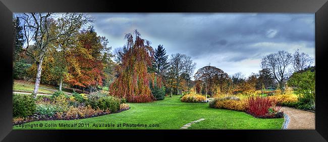 Harlow Carr Panorama Framed Print by Colin Metcalf
