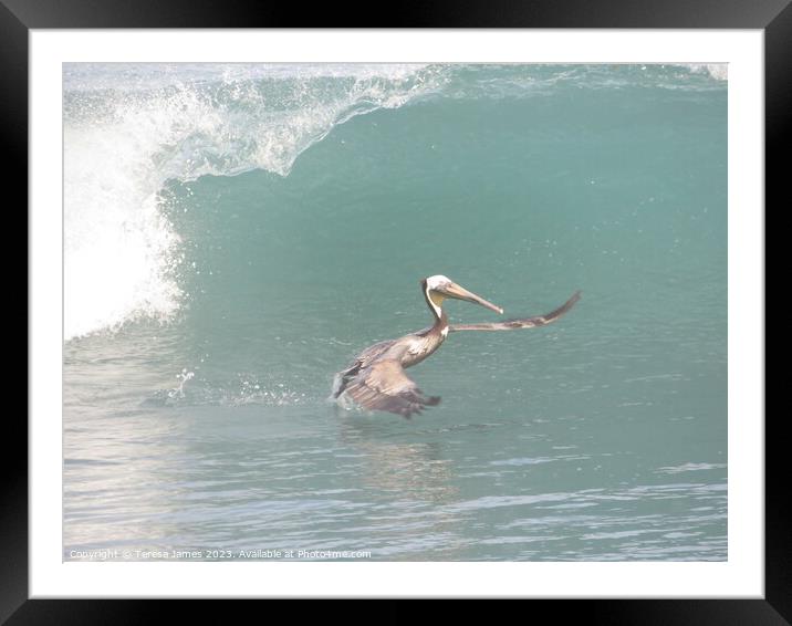 Pelican in waves  Framed Mounted Print by Teresa James