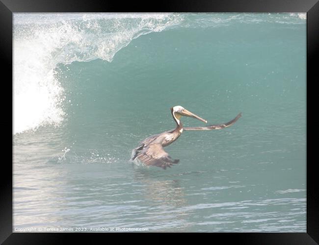 Pelican in waves  Framed Print by Teresa James