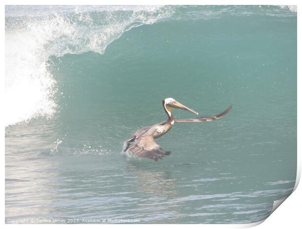 Pelican in waves  Print by Teresa James