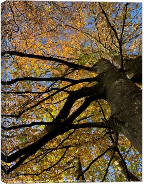 Looking up through tree Canvas Print by Teresa James