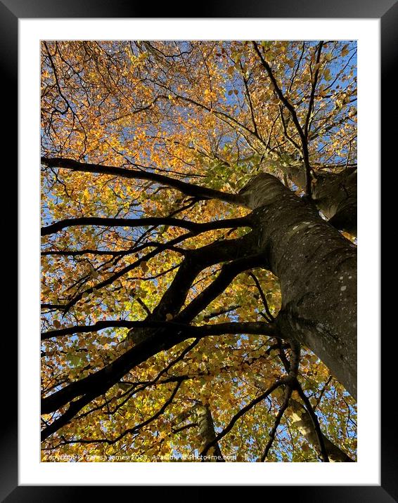 Looking up through tree Framed Mounted Print by Teresa James