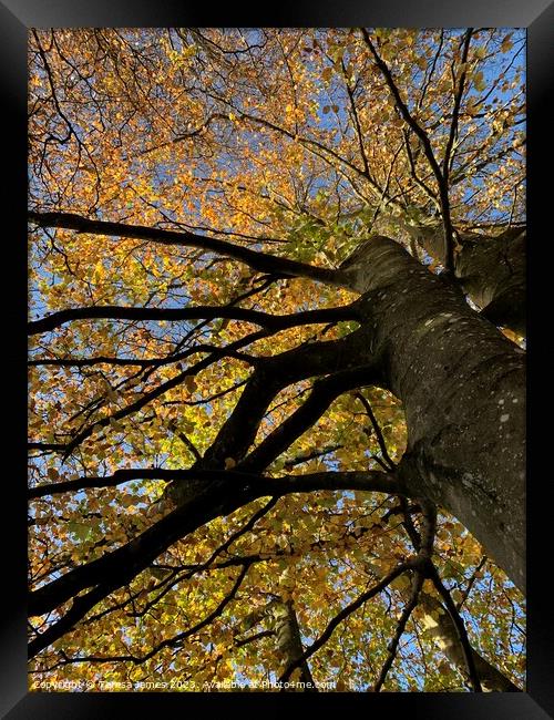 Looking up through tree Framed Print by Teresa James