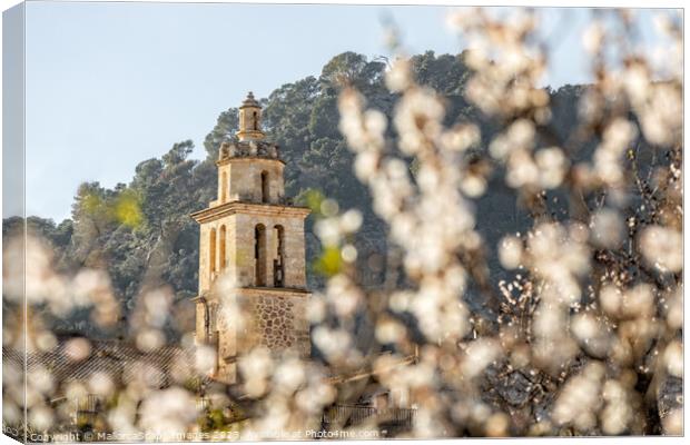 Almond blossom season in village Caimari, Mallorca Canvas Print by MallorcaScape Images