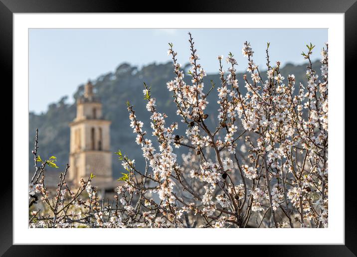 Blossoming almond trees in village Caimari, Mallor Framed Mounted Print by MallorcaScape Images