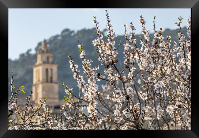 Blossoming almond trees in village Caimari, Mallor Framed Print by MallorcaScape Images
