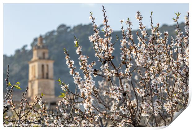 Blossoming almond trees in village Caimari, Mallor Print by MallorcaScape Images