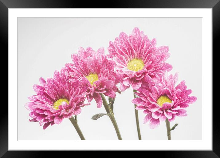 High Key Daisies  Framed Mounted Print by Kelly Bailey
