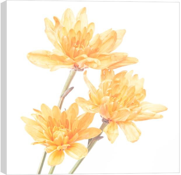 Orange Chrysanthemums Canvas Print by Kelly Bailey