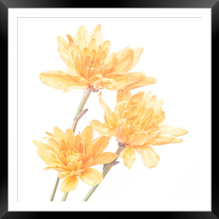 Orange Chrysanthemums Framed Mounted Print by Kelly Bailey
