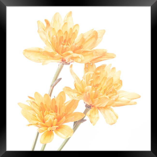 Orange Chrysanthemums Framed Print by Kelly Bailey