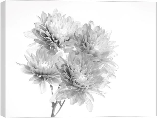 Chrysanthemums Canvas Print by Kelly Bailey