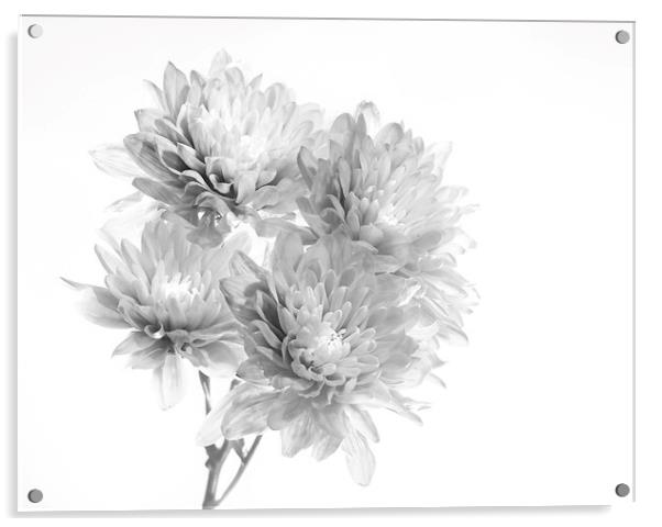 Chrysanthemums Acrylic by Kelly Bailey