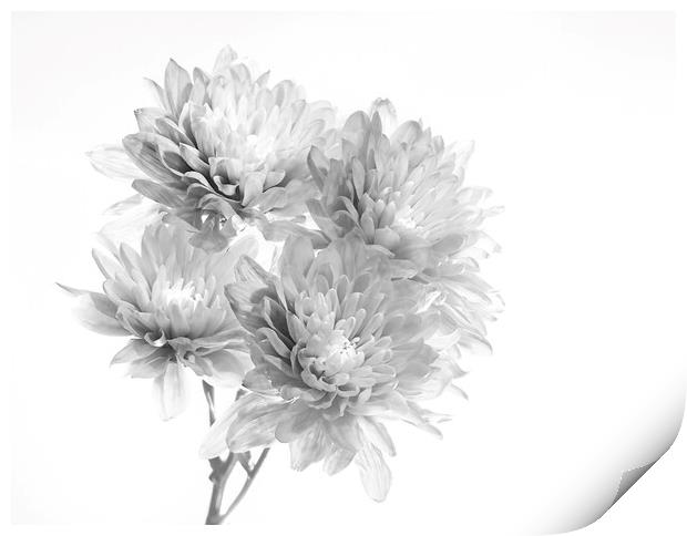 Chrysanthemums Print by Kelly Bailey