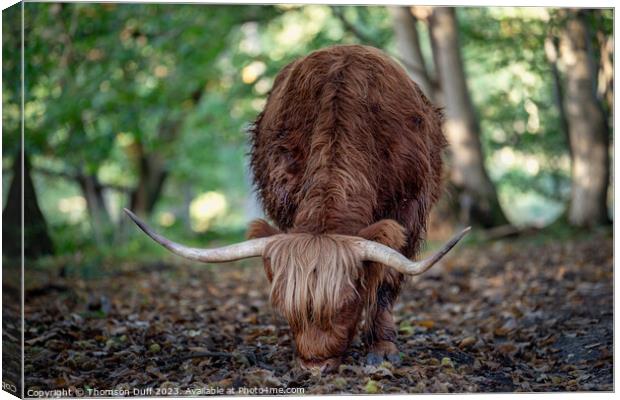 Highland Laddie Canvas Print by Thomson Duff