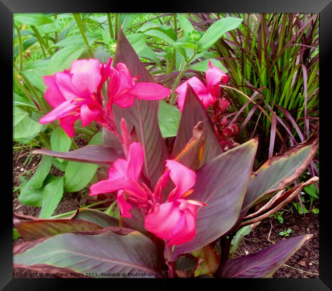 Plant flower Framed Print by Stephanie Moore