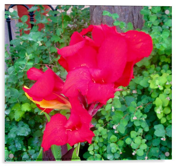 red gladiola flower Acrylic by Stephanie Moore